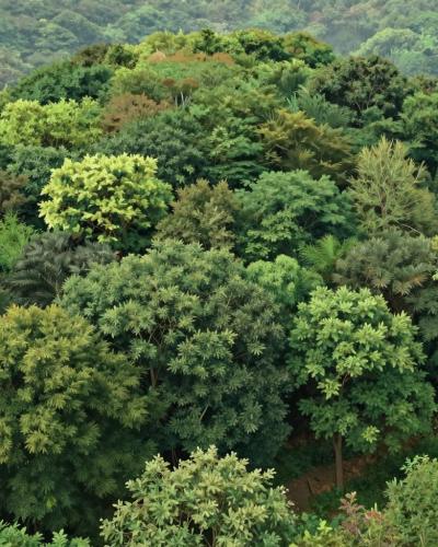 AI-generated illustration of Djed Hill Forest Park