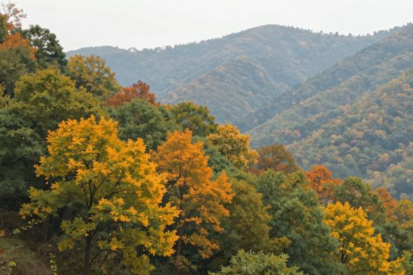 Vrh Sušec (Strahinjščica)