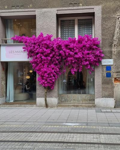 Bright pink bougainvillea decorates a Zagreb storefront, adding vibrant color to the urban street.