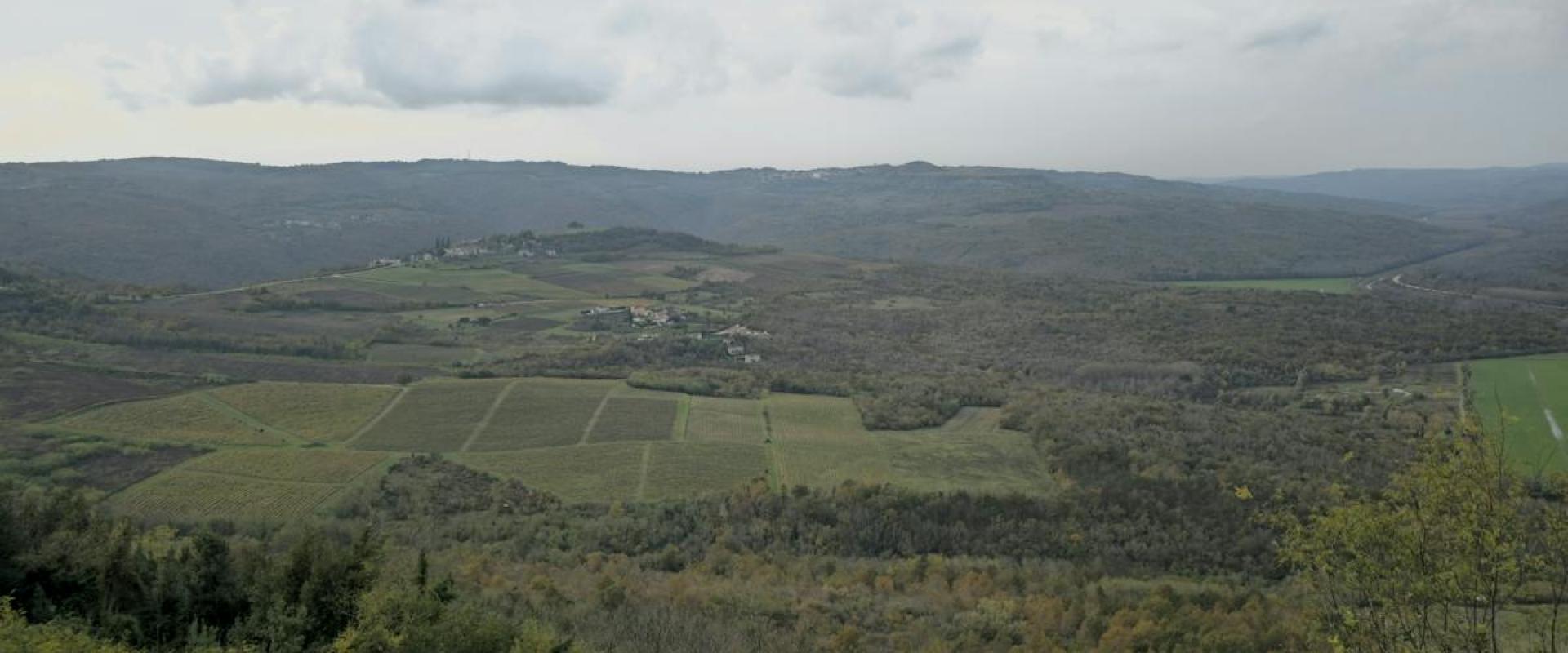 Motovun Vineyard