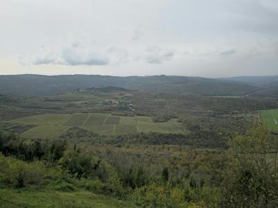 Breathtaking landscape of vineyards and fields near Motovun, Croatia.