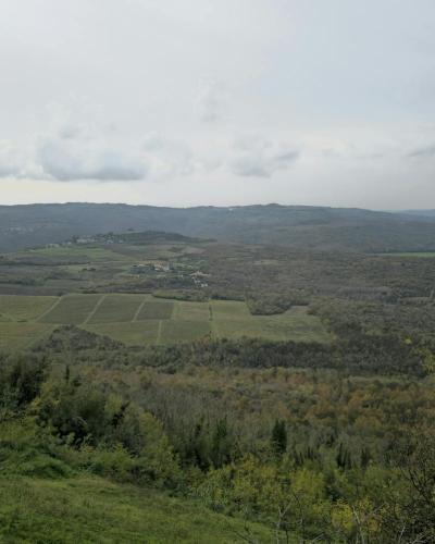 Breathtaking landscape of vineyards and fields near Motovun, Croatia.
