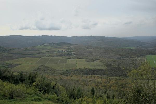 Motovun Vineyard