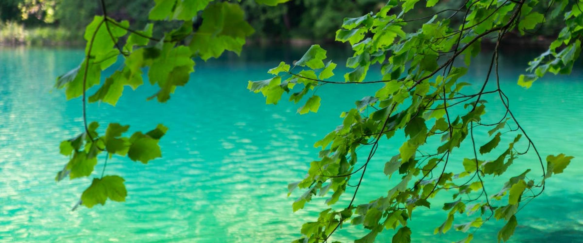 Springtime Wildflower Trails in Plitvice