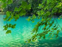 Springtime Wildflower Trails in Plitvice