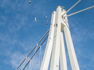 Free Modern white bridge structure with flying birds in Osijek, Croatia. Stock Photo