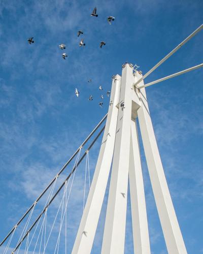 Free Modern white bridge structure with flying birds in Osijek, Croatia. Stock Photo