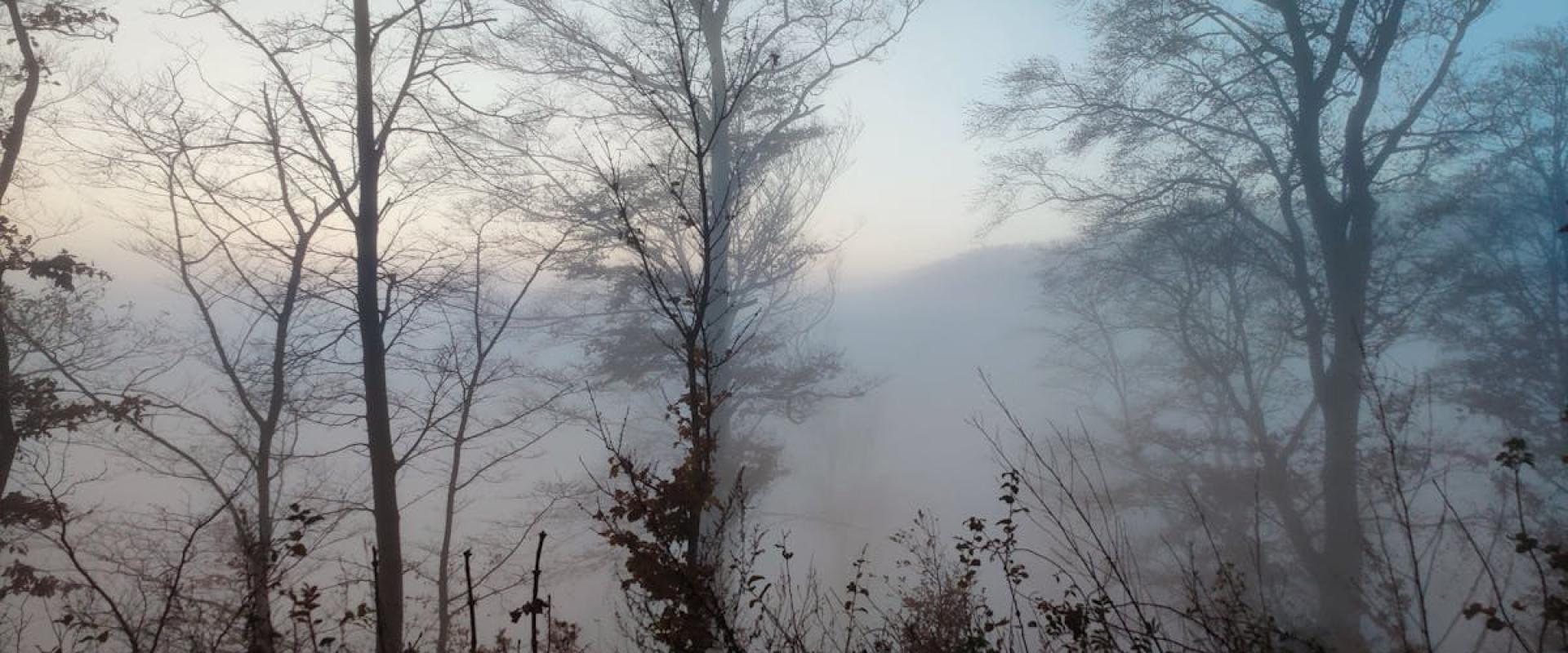 Old Well and Ruins in the Forest