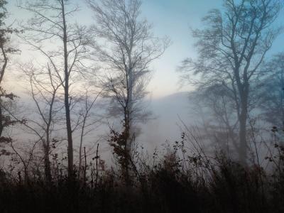 A serene morning scene featuring mist and leafless trees in Zagreb forest.