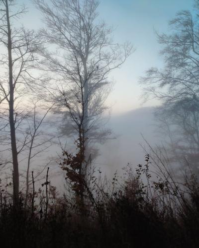 A serene morning scene featuring mist and leafless trees in Zagreb forest.