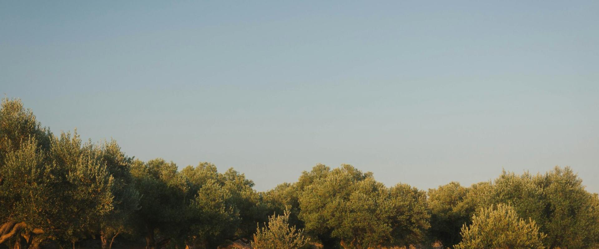 Autumn Olive Harvest in Istria