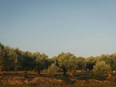 Autumn Olive Harvest in Istria