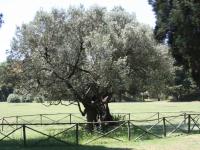The Olive Tree on Brijuni