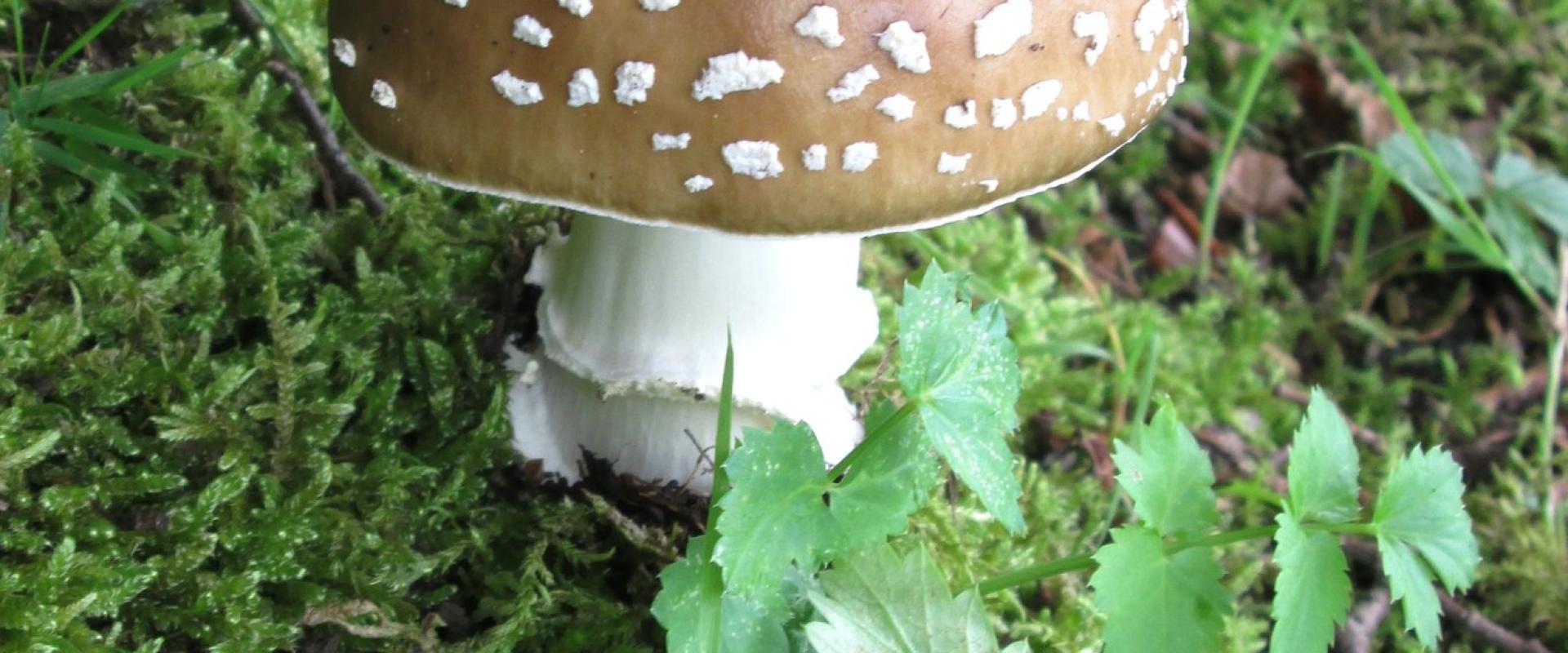 Autumn Truffle Hunting in Istria