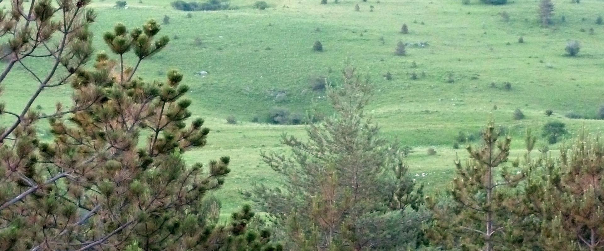 Language and Phrases