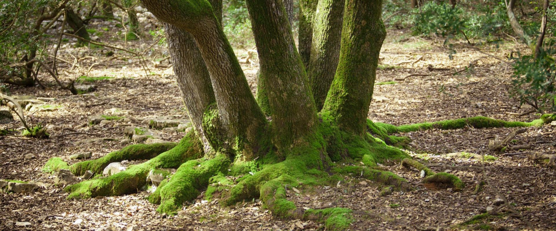 Brijuni National Park