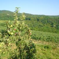 Motovun - Istra View Apple and grape - panoramio