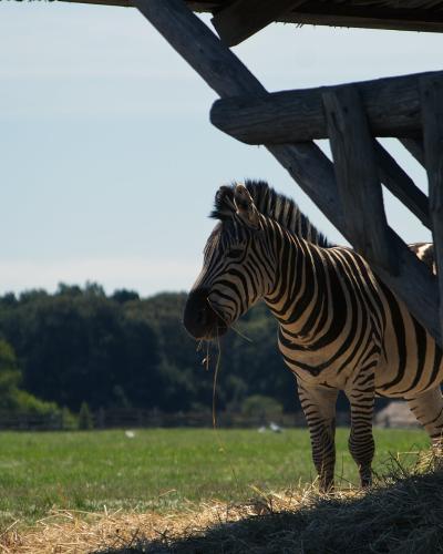 Brijuni - zebra- Miro Jurić