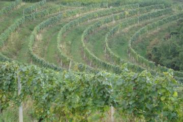 Local Markets in Bale