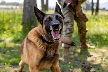 K9s in Croatia (9092692)