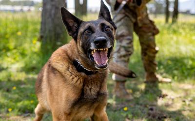 K9s in Croatia (9092692)