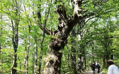 Medvednica trekking