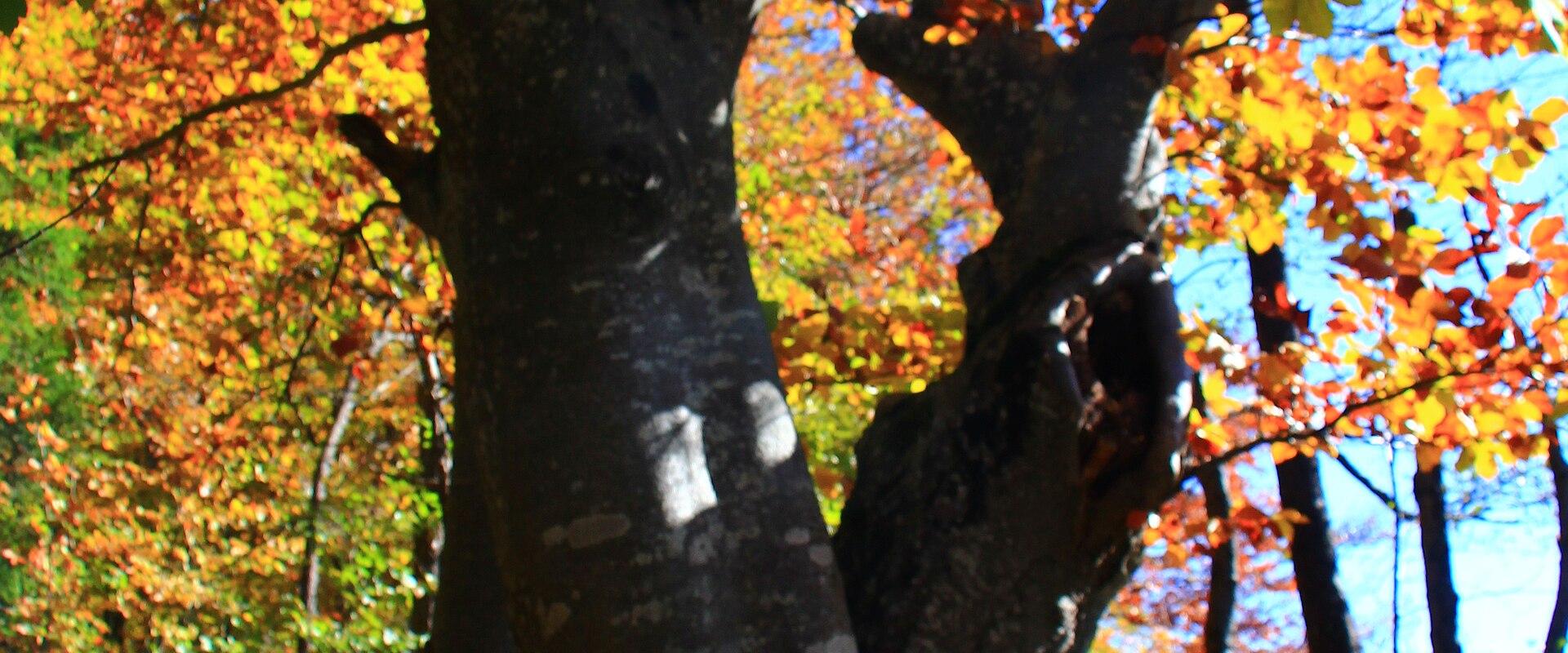 Plitvice Lakes in Autumn