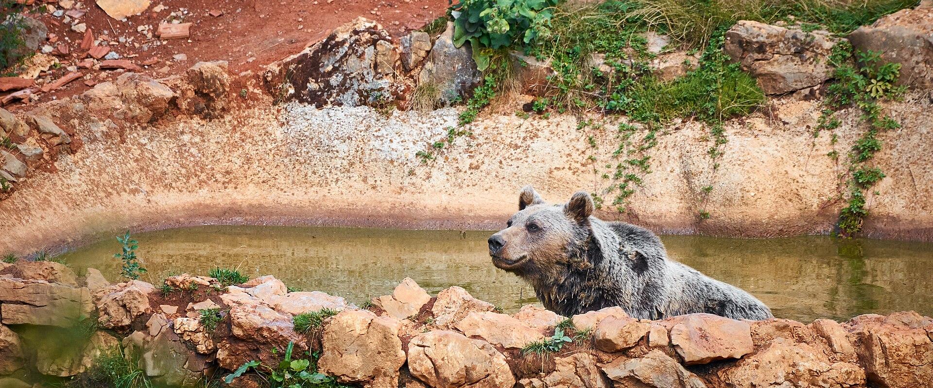 Kuterevo Bear Sanctuary