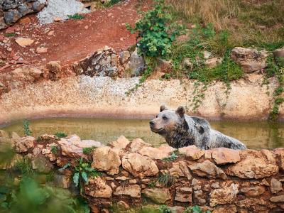 A brown bear walking on a dirt path in a grassy, wooded outdoor enclosure.