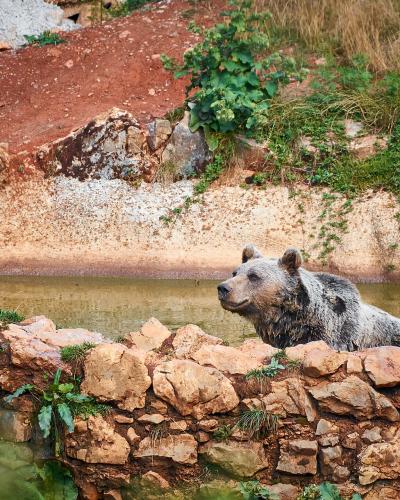A brown bear walking on a dirt path in a grassy, wooded outdoor enclosure.
