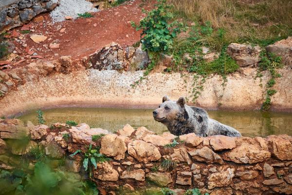 Kuterevo Bear Sanctuary