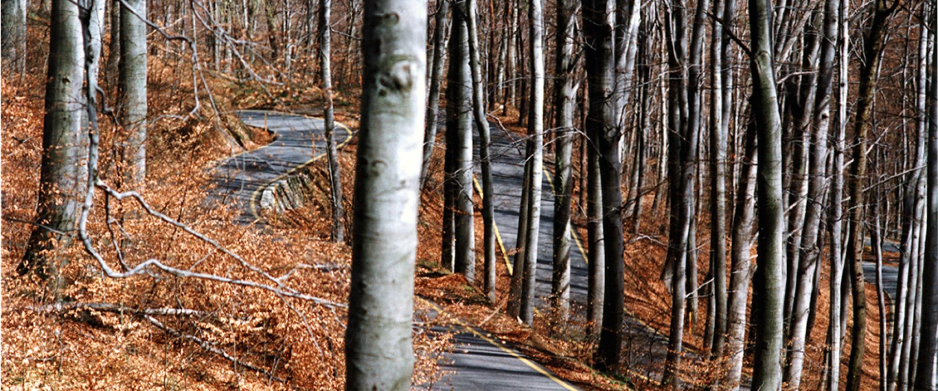 The Motovun Forest