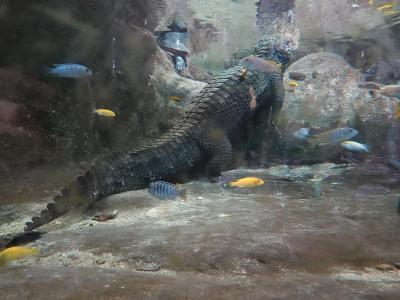 An underwater view of a large crocodilian (likely a crocodile or alligator) resting on the sandy bottom of an aquarium tank, surrounded by various colorful fish and rocky formations.