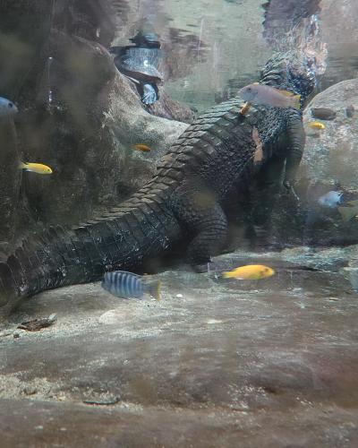 An underwater view of a large crocodilian (likely a crocodile or alligator) resting on the sandy bottom of an aquarium tank, surrounded by various colorful fish and rocky formations.