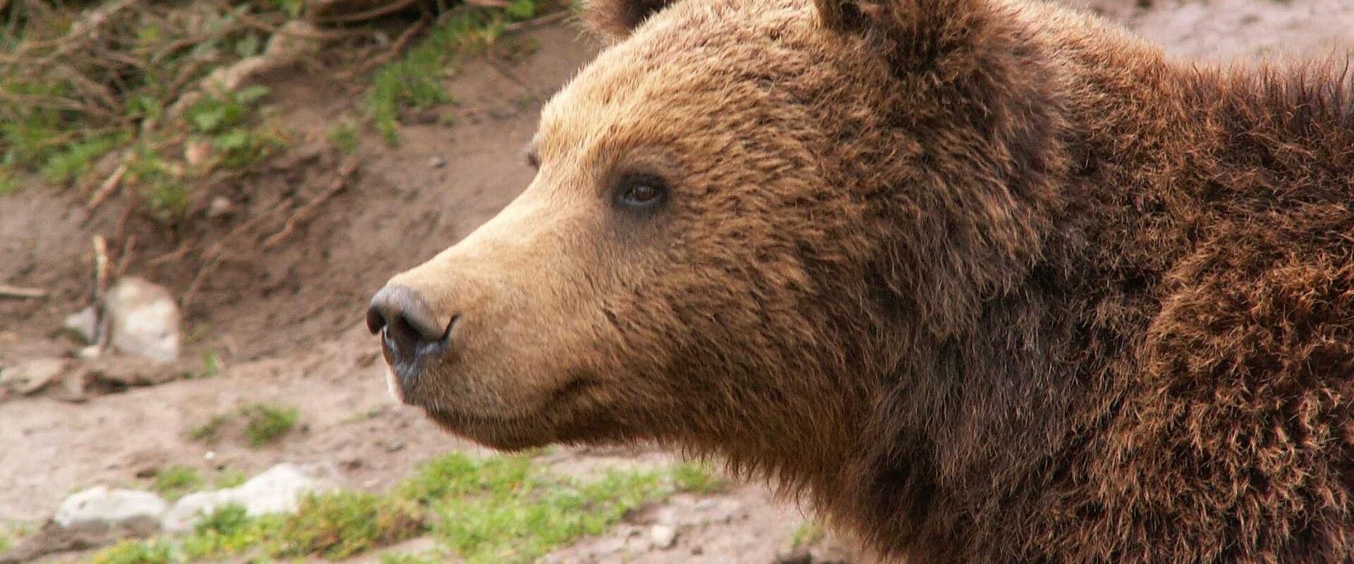 Kuterevo Bear Sanctuary