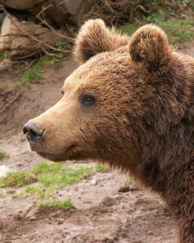 Braunbär, Bärenrefugium von Kuterevo, Kroatien