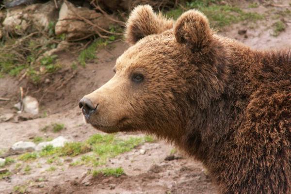 Kuterevo Bear Sanctuary