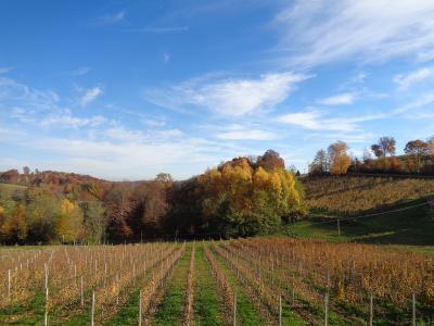 A vineyard with rows of dormant vines in the foreground, rolling hills with autumn-colored trees in the background, under a blue sky with wispy clouds.