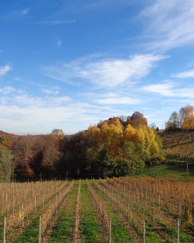 A vineyard with rows of dormant vines in the foreground, rolling hills with autumn-colored trees in the background, under a blue sky with wispy clouds.