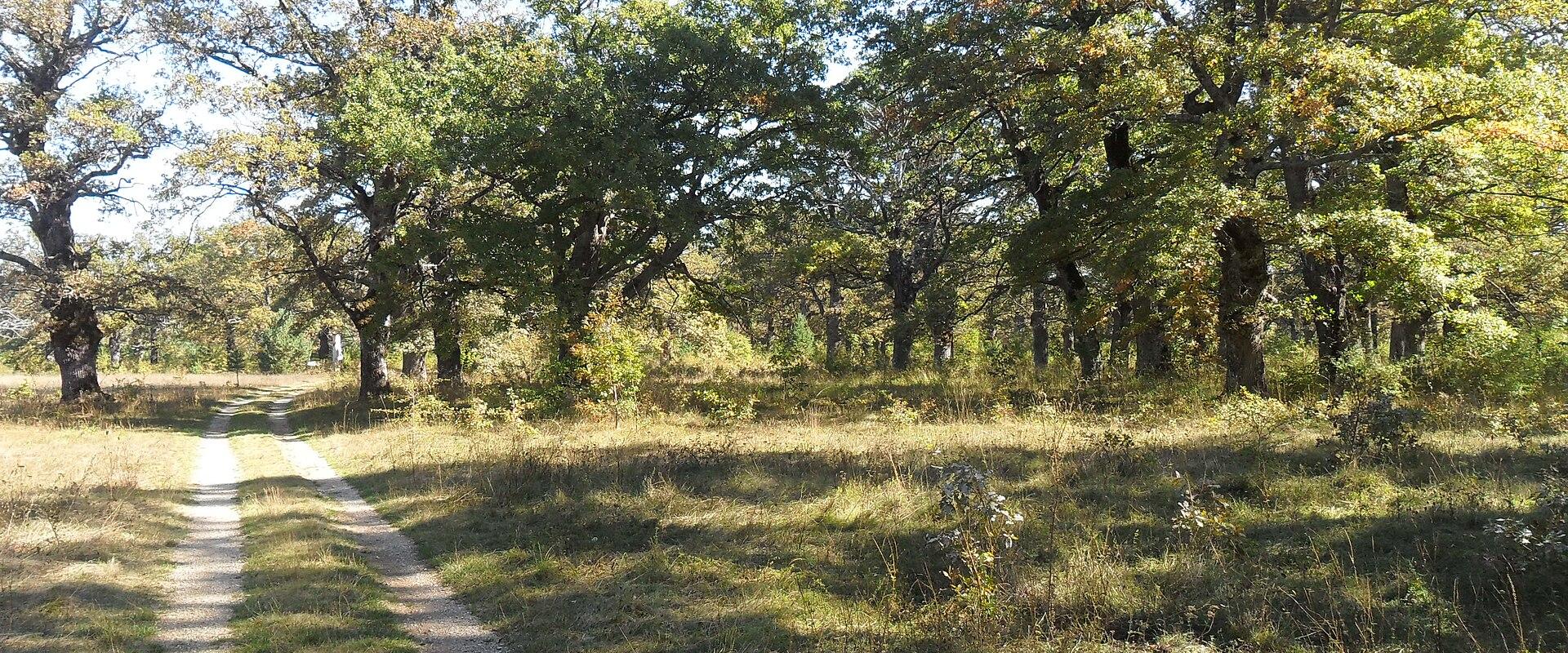 Laudonov gaj (Laudon's Grove)