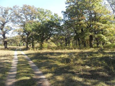 A sunlit dirt path winds through a grove of mature oak trees with green and yellowing leaves, casting long shadows on the grassy ground.