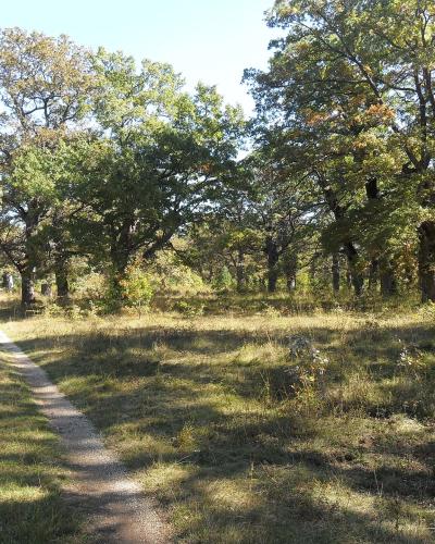 A sunlit dirt path winds through a grove of mature oak trees with green and yellowing leaves, casting long shadows on the grassy ground.
