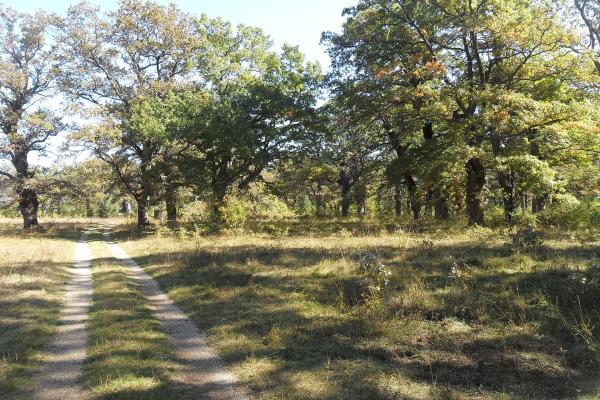 Laudonov gaj (Laudon's Grove)