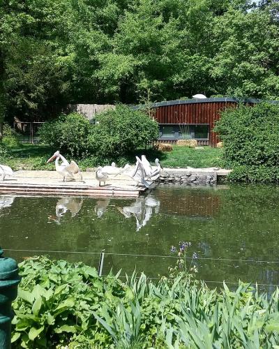 A pond among the trees of Zagreb Zoo in Maksimir Park