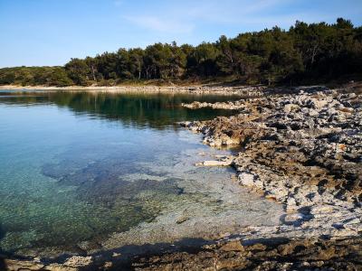 A rocky shoreline with clear turquoise water and a dense pine forest on the coast, featuring no visible signage or specific landmarks.