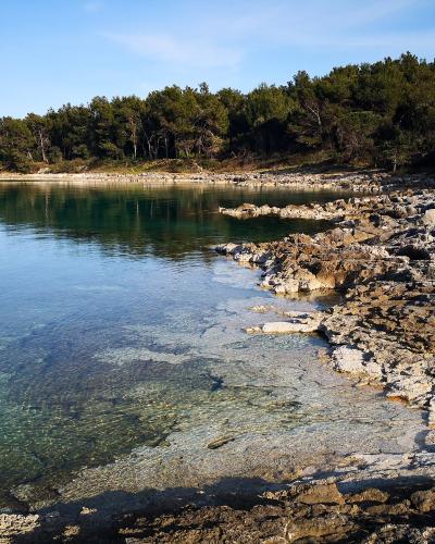 A rocky shoreline with clear turquoise water and a dense pine forest on the coast, featuring no visible signage or specific landmarks.
