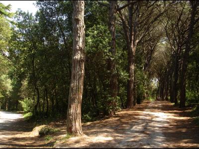 Rovinj-Ровинь - panoramio (9)