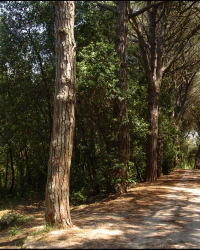 Rovinj-Ровинь - panoramio (9)