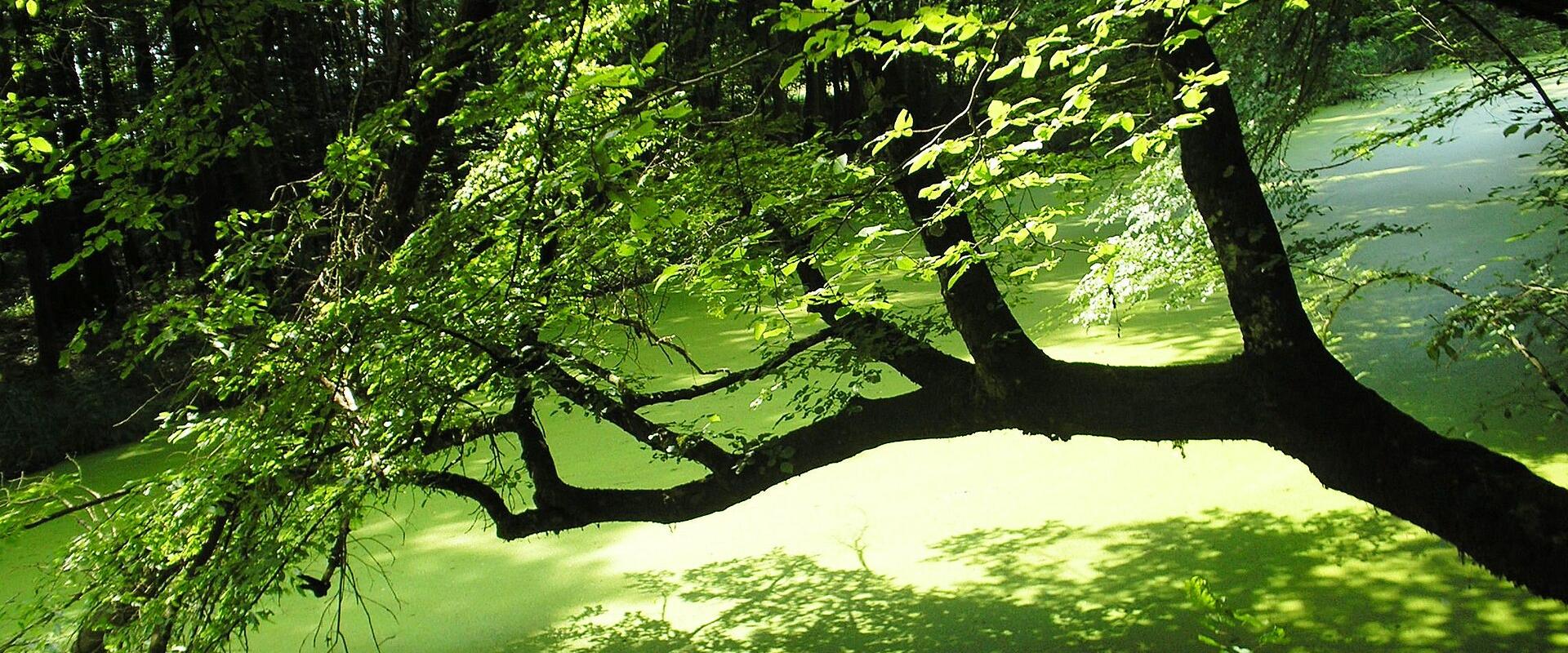 Lug Forest