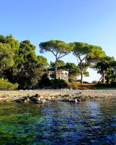 Pines and clear water at Zlatni Rt forest park near Rovinj